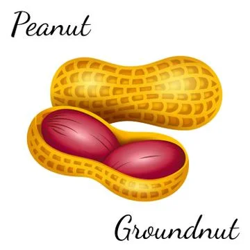 Peanut, groundnut in vector. Stock Illustration