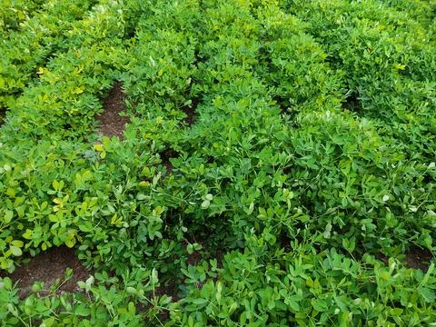 The peanut growing in the field Stock Photos