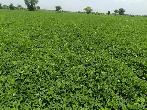 The peanut growing in the field Stock Photos