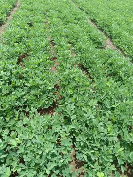 The peanut growing in the field Stock Photos