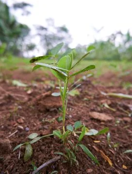 Peanut growing in plantation Stock Photos