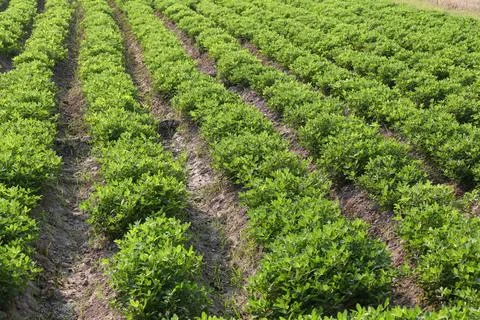 Peanut growing vegetable plot in organic farm. Fotos Stock