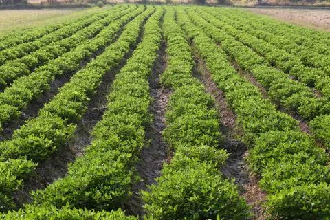 Peanut growing vegetable plot in organic farm. Stock Photos