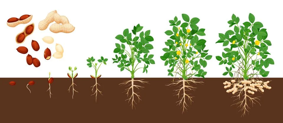 Peanut growth stages, vector groundnut timeline Stock Illustration