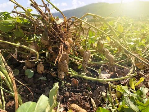 Peanut Harvest. Fresh peanuts with shells on farmland. Stock Photos