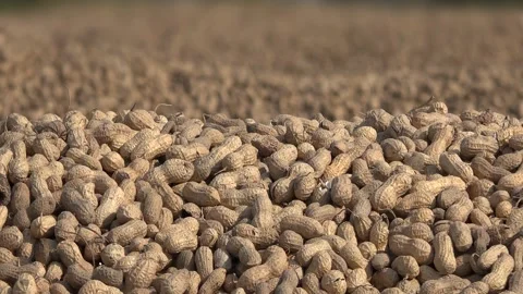 Peanut harvest lies drying in sunlight - Agricultural Field and Crop Processing Stock Footage 339645691