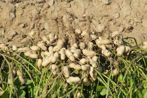 Peanut harvest Stock Photos