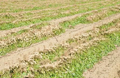 Peanut harvest 스톡 사진