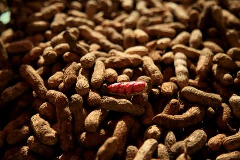 Peanut harvest 스톡 사진