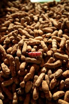 Peanut harvest Stock Photos