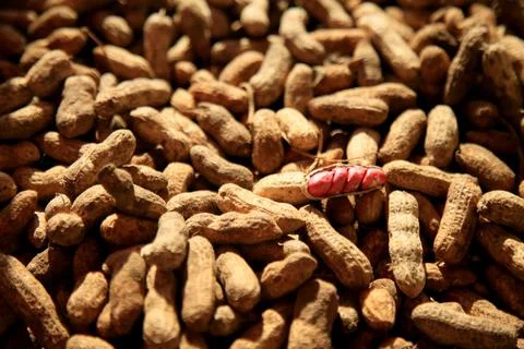Peanut harvest 스톡 사진