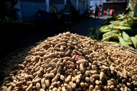 Peanut harvest Stock Photos