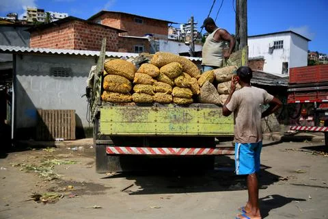 Peanut harvest 스톡 사진