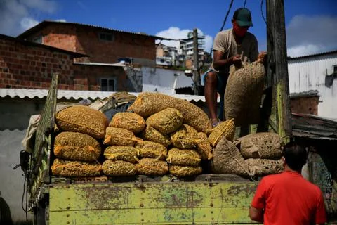 Peanut harvest 스톡 사진