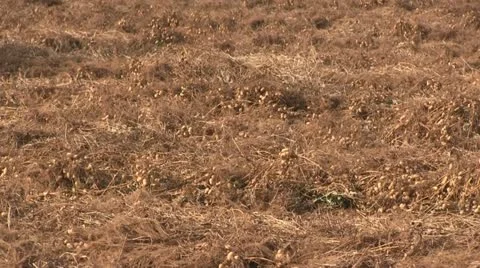 Peanut Harvester Video stock 12591931