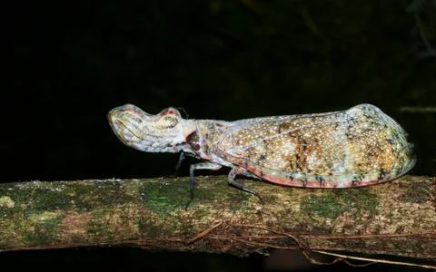 Peanut-headed bug on a branch at night in Costa Rica Stock Photos