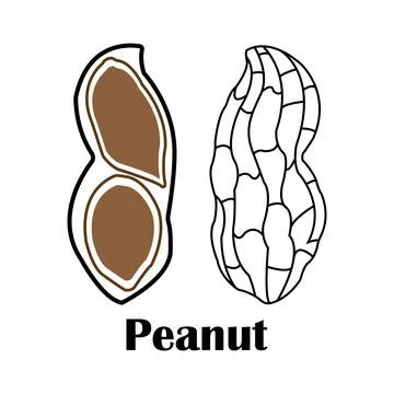 Peanut icon Stock Illustration