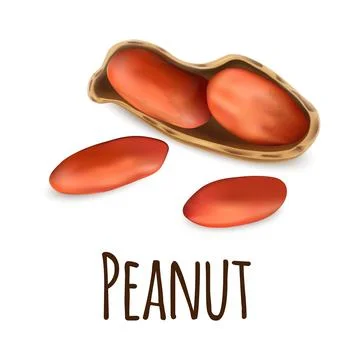 Peanut icon, realistic style Stock Illustration