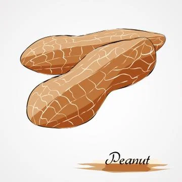 Peanut Stock Illustration