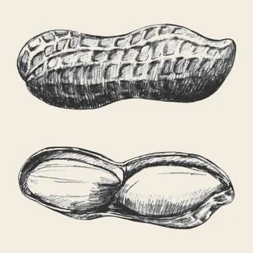 Peanut Stock Illustration