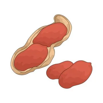Peanut illustration Stock Illustration