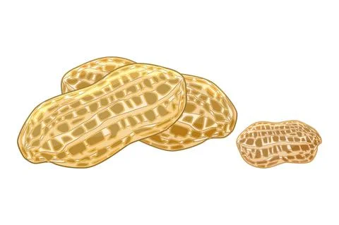 Peanut isolated on white background. Pignut with nutshell. Tasty nut icon. Stock Illustration