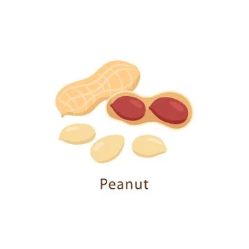 Peanut isolated on white background vector illustration in flat design. Stock-Illustration