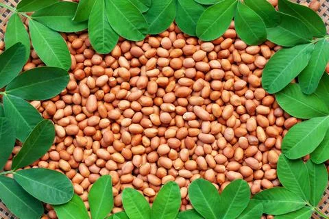 Peanut kernel background Stock Photos