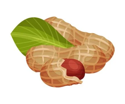 Peanut Kernel in Nutshell with Green Leaf Vector Illustration Stock Illustration