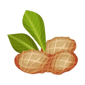 Peanut Kernel in Nutshell with Green Leaf Vector Illustration Stock Illustration