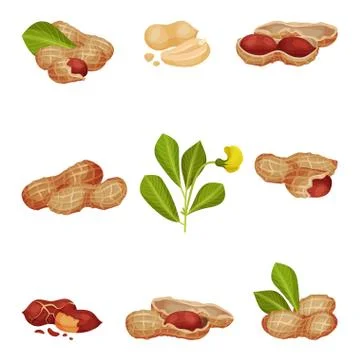 Peanut Kernel in Nutshell with Green Leaves Vector Set Stock Illustration