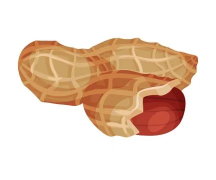 Peanut Kernel in Nutshell Isolated on White Background Vector Illustration Stock Illustration