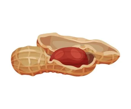 Peanut Kernel in Nutshell Isolated on White Background Vector Illustration Stock Illustration