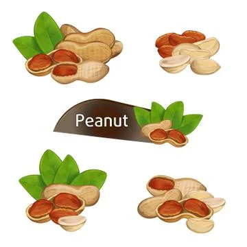 Peanut kernel in nutshell with leaves set Stock Illustration