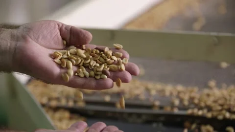 Peanut kernels falling on a conveyor Stock Footage 296603717