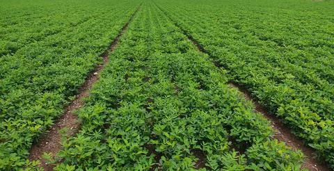 Peanut leaf damage by disease and pest, crop planting at the field. Stock Photos