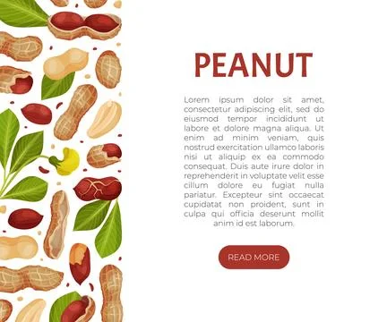 Peanut Natural Banner Design with Kernel Shell Vector Template Stock Illustration