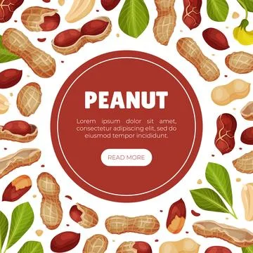 Peanut Natural Banner Design with Kernel Shell Vector Template Stock Illustration