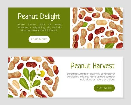 Peanut Natural Banner Design with Kernel Shell Vector Template Stock Illustration