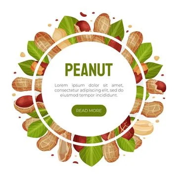Peanut Natural Banner Design with Kernel Shell Vector Template Stock Illustration