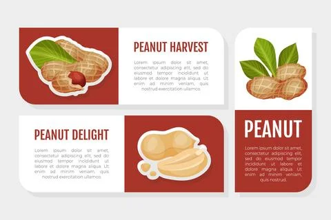 Peanut Natural Label Design with Kernel Shell Vector Template Stock Illustration