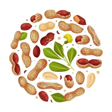 Peanut Natural Round Composition Design with Kernel Shell Vector Template Stock Illustration
