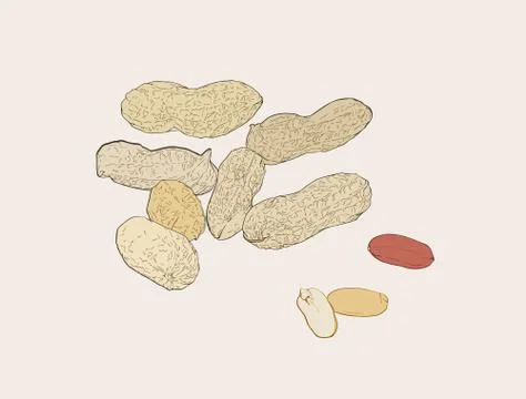Peanut nut seed vector. Stock Illustration
