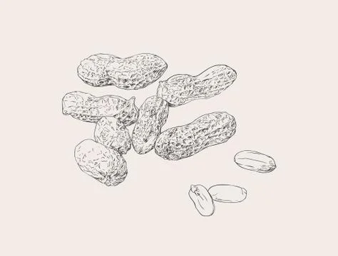 Peanut nut seed vector. Stock Illustration