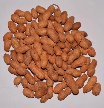 Peanut or groundnut Foto stock