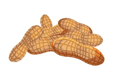 Peanut. Peanut bean isolated. nuts.vector illustration isolated on white back Illustrazione stock