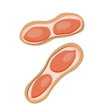 Peanut. Peanut bean isolated. nuts.vector illustration isolated on white back Stock Illustration
