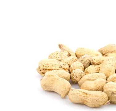 Peanut 스톡 사진