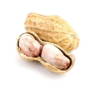 Peanut 스톡 사진