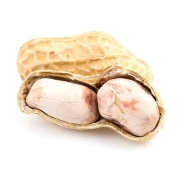 Peanut 스톡 사진